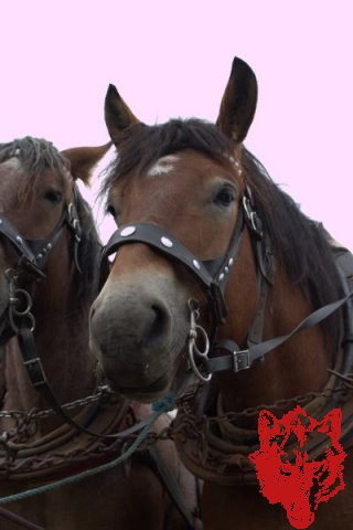 Wiesn 22